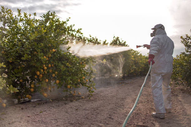 Wasp Removal Services in Tinley Park, IL