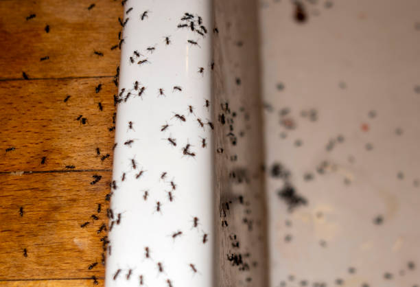 Professional Pest Control in Tinley Park, IL