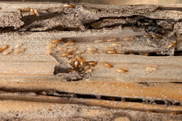 Best Mosquito Control Services  in Tinley Park, IL